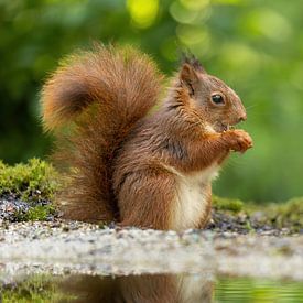 Squirrel eats its fill by Erik Veltink