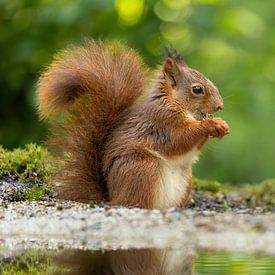 Eichhörnchen frisst sich satt von Erik Veltink