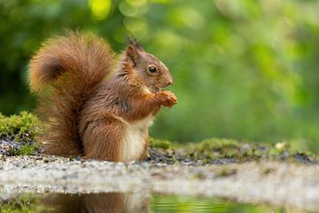 Squirrel eats its fill