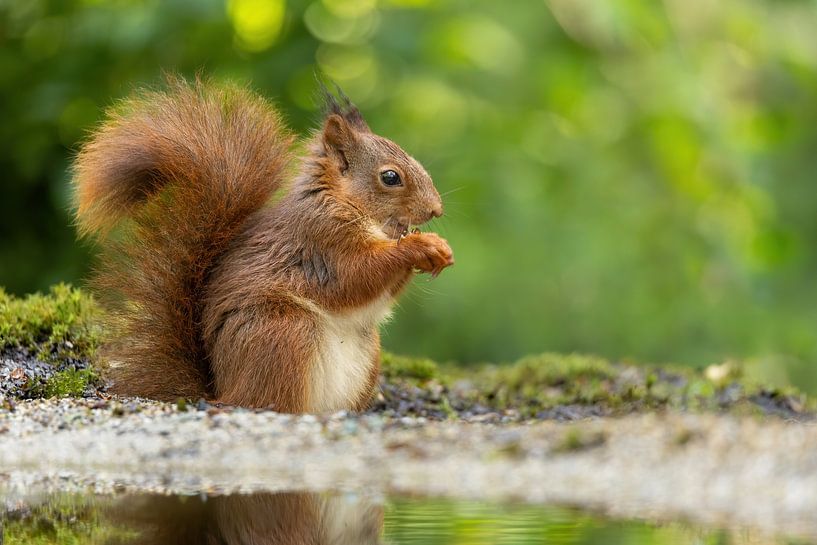 Squirrel eats its fill by Erik Veltink fotografie
