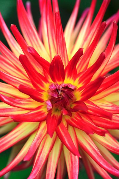 Dahlia by Thomas Jäger