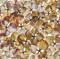 hydrangea leaves collage