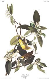 Paruline à couronne rousse