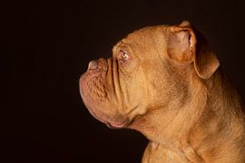 Hear, See, and be Silent by Patrick Reymer