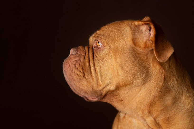 Bordeauxdog Dog Hond van Patrick Reymer
