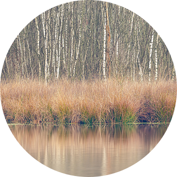 Water en berken in de winter bij Leersumse Veld | Utrechtse Heuvelrug van Sjaak den Breeje