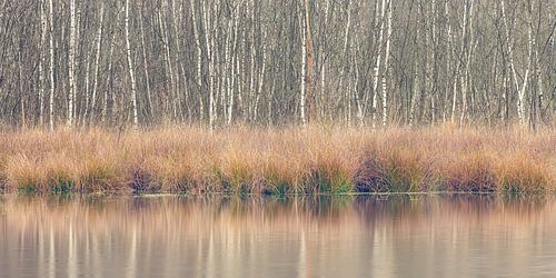 Water en berken in de winter bij Leersumse Veld | Utrechtse Heuvelrug