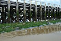 Steg Blankenberge Steg Steg