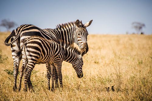 Zebra mit Jungtier