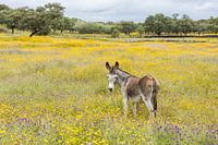 Wilder Esel in blumiger Landschaft!