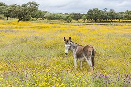 Wild donkey in floral landscape! by Peter Haastrecht, van