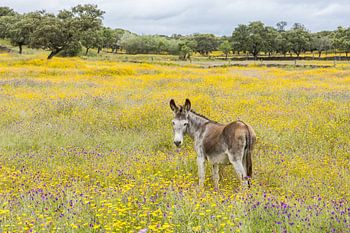 Wilder Esel in blumiger Landschaft!