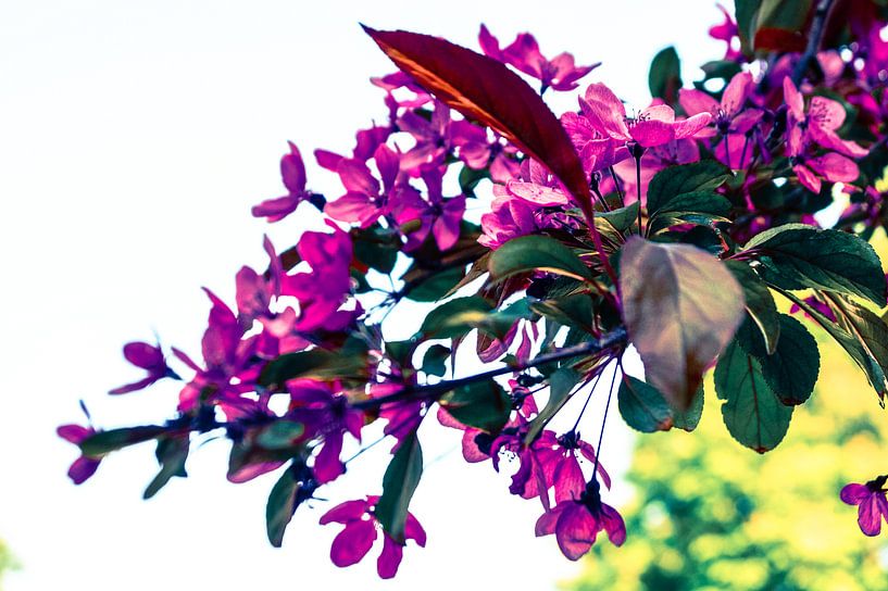 Paarse Bloemen by Jane Changart