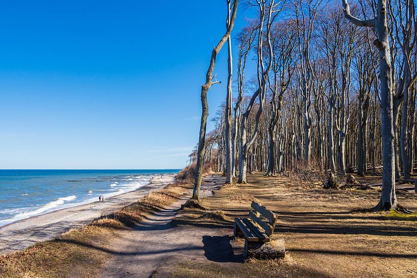 Ghost forest on the Baltic coast near Nienhagen by Rico Ködder