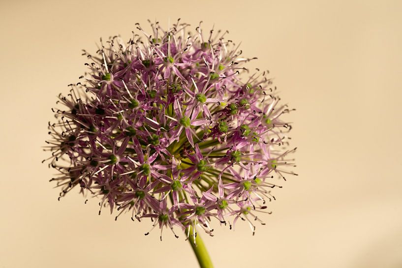 Pink Allium by Monique Fotografie