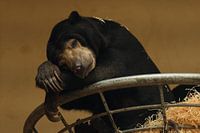 Slapende honingbeer, liggend