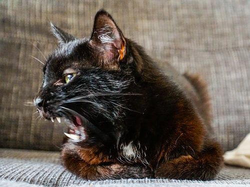 black cat