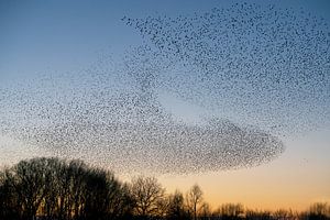 Schwarm von Staren (Sturnus vulgaris)