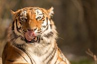 Tiger mit Beute im Blick von Dennis Eckert Miniaturansicht