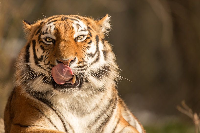 Tiger mit Beute im Blick von Dennis Eckert