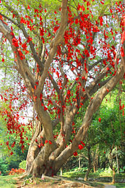 Baum von Glück von Inge Hogenbijl