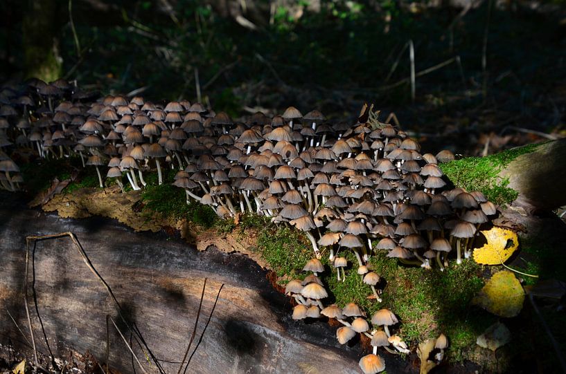 Champignons d'automne par Leo Huijzer