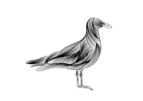 Black and white fine lines illustration- seagull - bird