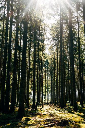 Promenade ensoleillée en forêt - Ardennes, Belgique sur Suzanne Spijkers