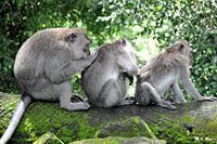 Cleaning Team: Three Monkeys in Action in Bali