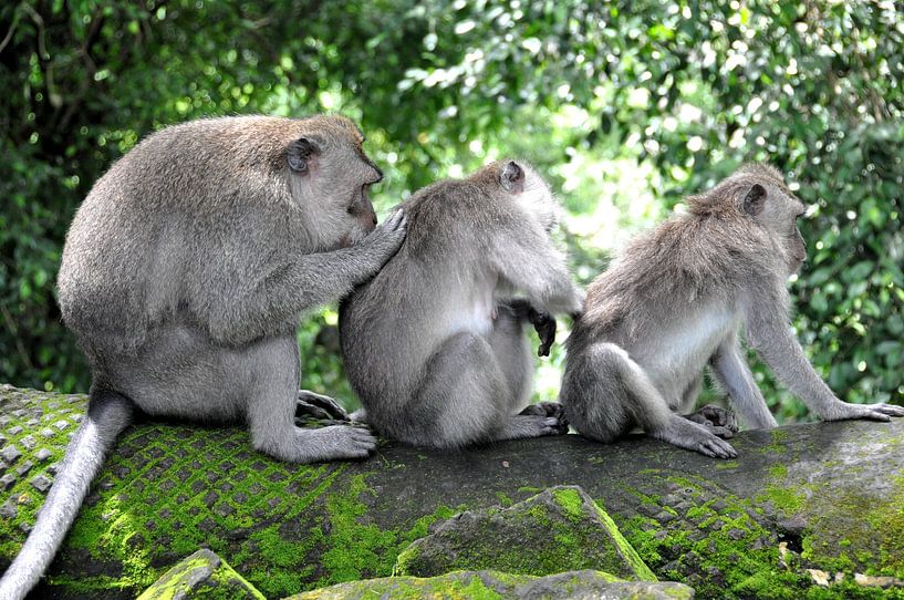 Schoonmaakploeg: Drie apen in actie op Bali van Frank Photos