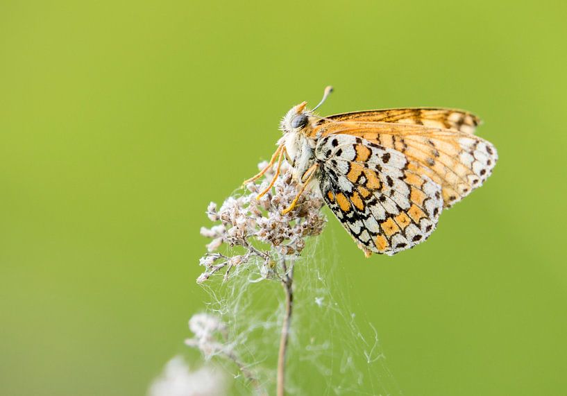 Wiesenschaumkraut von RobJansenphotography