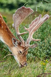 Damhert by Joost Potma