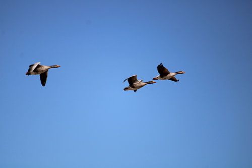 Traversée