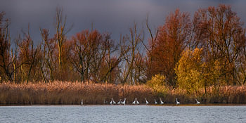 Grote zilverreigers