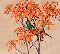 Nectar hunting in the morning sun