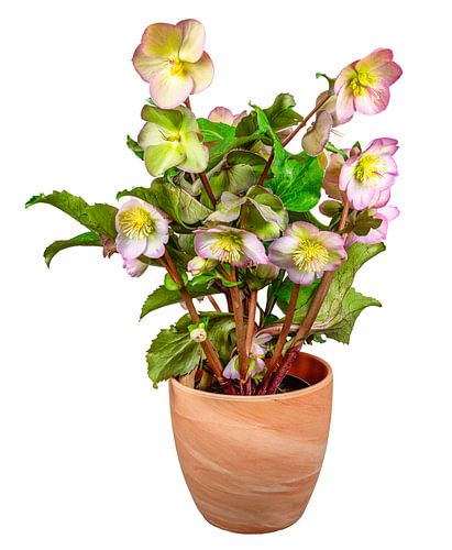 Rose de Noël dans un pot de fleurs sur fond blanc