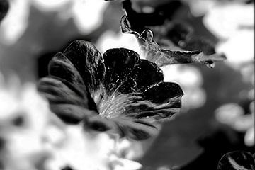 Zwart bloem van Marianna Pobedimova