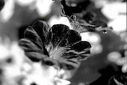 Schwarze Blume