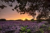 Zonsondergang op de paarse heidevelden! van Peter Haastrecht, van thumbnail