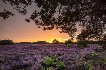 Sonnenuntergang in den violetten Mooren! von Peter Haastrecht, van