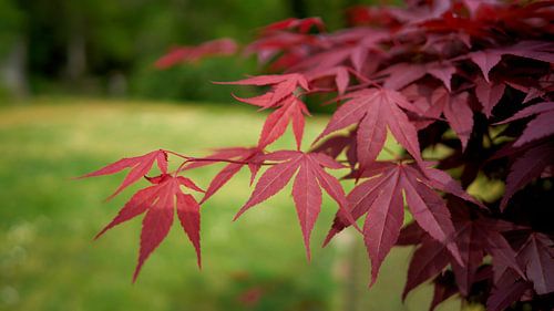 L'érable en éventail en automne