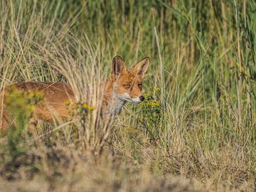 vos verscholen in het gras van Andre Bolhoeve