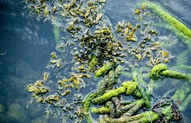 Seegras und Schiffstau von Dick Termond