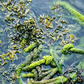 Seaweed and ship's rope by Dick Termond