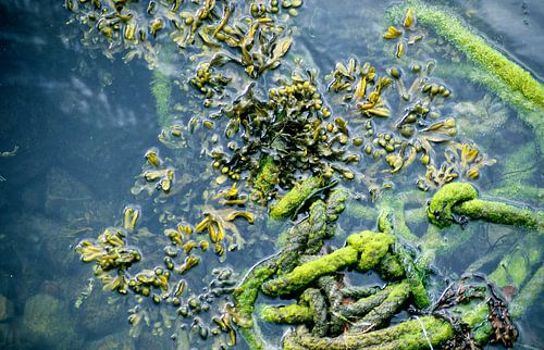 Seaweed and ship's rope