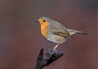 Robin in autumn setting!