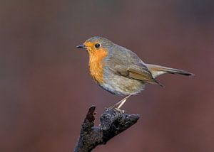 Robin dans un décor d'automne ! sur Robert Kok