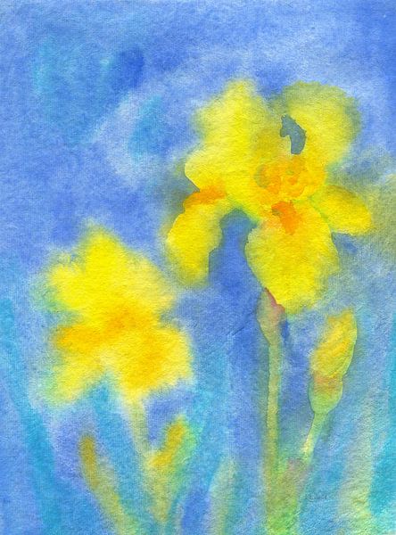 Yellow bearded Iris by Karen Kaspar