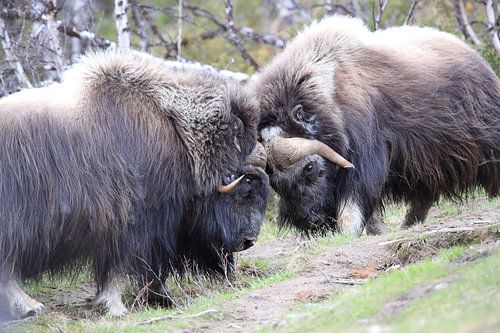 Muskusos Dovrefjell, Noorwegen