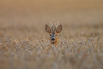 Young roe deer (Capreolus capreolus) looking out of a wheat field in the mating season in summer